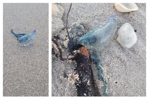 Over Venomous Portuguese Man O War Wash Up On Florida Beach