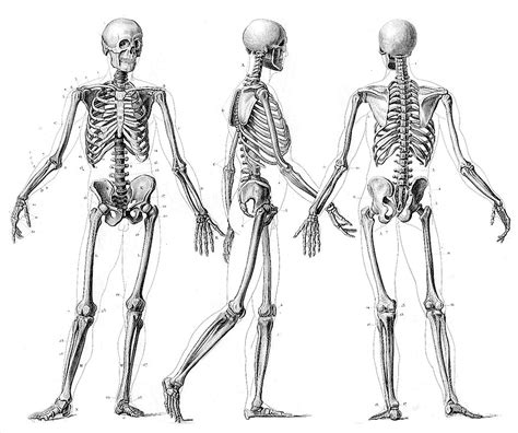 Human Skeleton Drawing Reference At Paintingvalley Com Explore Collection Of Human Skeleton