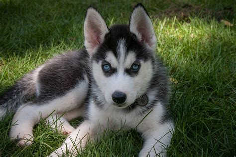 Husky puppies are mischevious and loyal pack animals. Home - Help Us Help Them