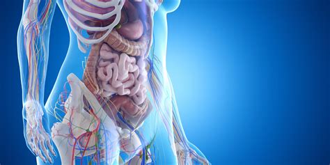3d Rendered Medically Accurate Illustration Of The Abdominal Organs