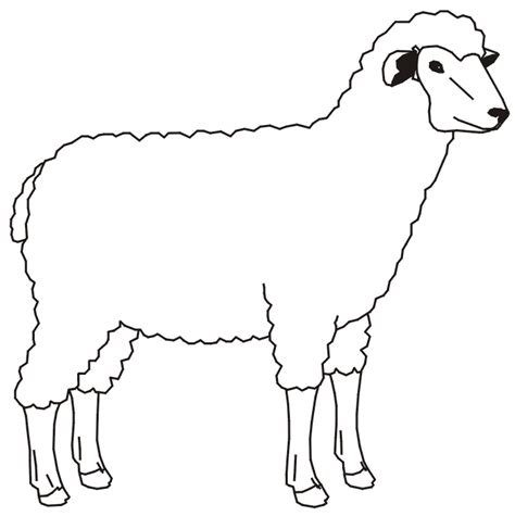 Sheep Coloring Page A Woolly Sheep