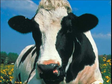 Pin By Gabe Giraldo On Baby Einstein Animals Pictures Cow Photos Cow