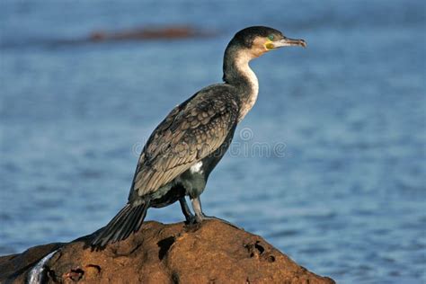 Cormoran Blanc Breasted Image Stock Image Du Aile Africain