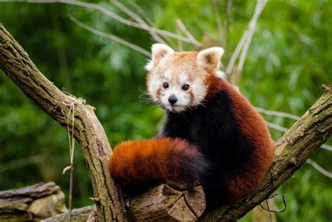 Jarang Ada Yang Tahu Ini 4 Fakta Unik Panda Merah Hewan Menggemaskan