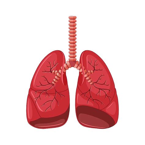 Lungs Png Lungs Clipart Transparent Png Kindpng Images