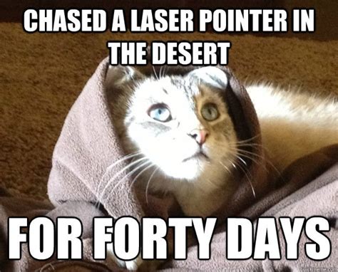 Collect The Beautiful Funny Cat Laser Memes Hilarious Pets Pictures