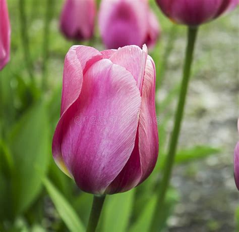 Pink Tulips Spring Meadow Background Stock Image Image Of Flower