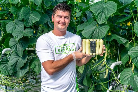 Nature Fresh Farms Reveals New Unveiled Mini Cucumbers Nature Fresh Farms