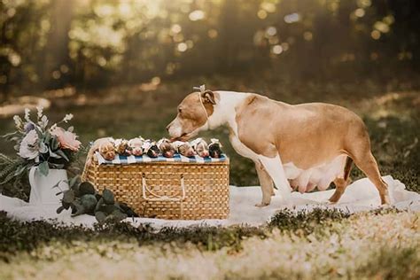Adorable Rescue Pit Bull Gets Her Own Maternity Photoshoot And Shes
