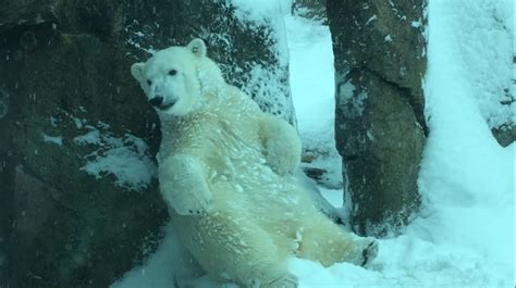 Heavy Snow Shuts Down The Zoo Then Camera Catches Animals Totally