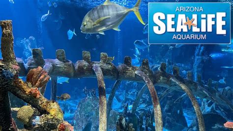 Sea Life Arizona Aquarium Tour And Review With The Legend Youtube