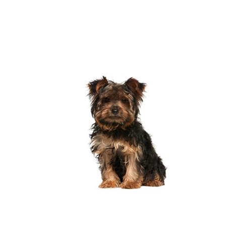 Open 7 days a week. Yorkie Chon Puppies - Petland Carriage Place Columbus, Ohio