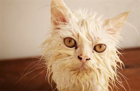 The Ugliest Cat In The World Readers Digest Asia