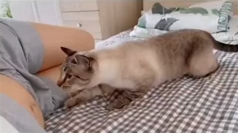 Cat Finds Out Her Mother Is Pregnant Rmademesmile