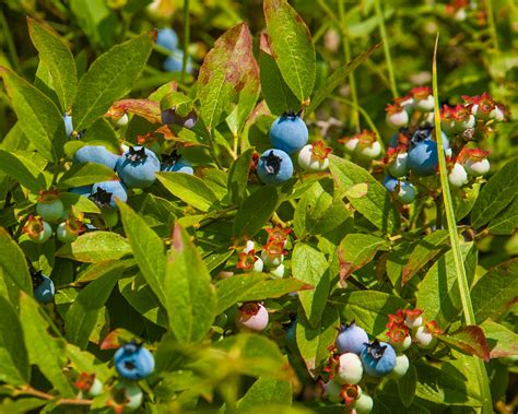 Wild Blueberry Bush While Out For A Run This Morning I