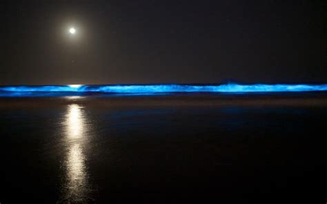Juhu Beach And Other Maharashtra Beaches Are Lit Up Blue At Night