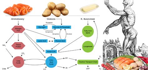 Metabolizm węglowodanów, białek, kwasów tłuszczowych – Motywator