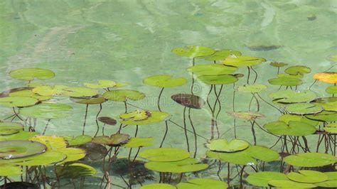 Water Lilies In Clear Water In A Pond In Aivazovsky Park In Partenit In