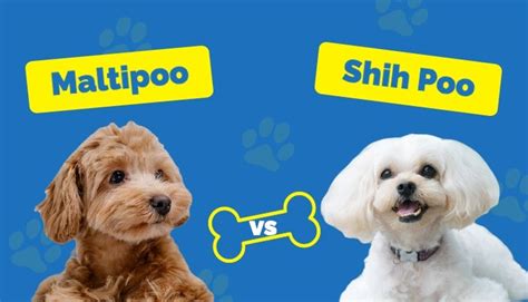 Maltipoo Vs Shih Poo How Do They Evaluate Pet Lover