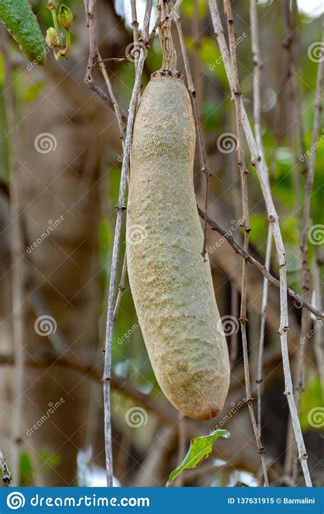 Kigelia Pinnata Or African Sausage Tree With Not Edible Hanging Fruits