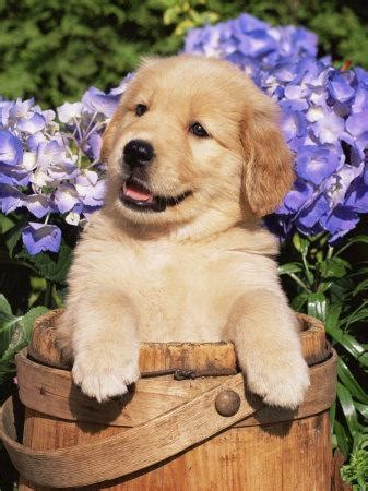 The miniature golden retriever, aka comfort retriever, is a cute, energetic, and loyal mixed breed. 'Golden Retriever Puppy in Bucket (Canis Familiaris ...