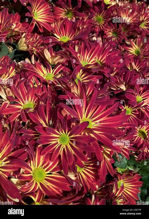 Colorful Maroon Daisy Flowers With Yellow Centers Stock Photo Alamy