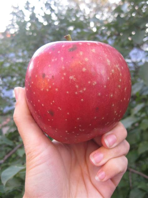 How much space do you have? Food Snobbery is my Hobbery: The Big Apple