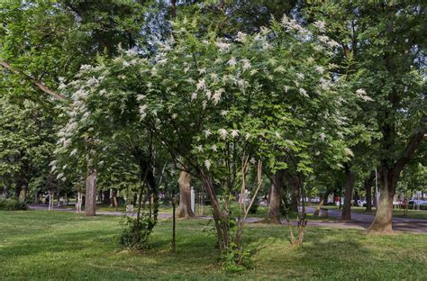 Japanese Lilac Tree Plant Care And Growing Guide
