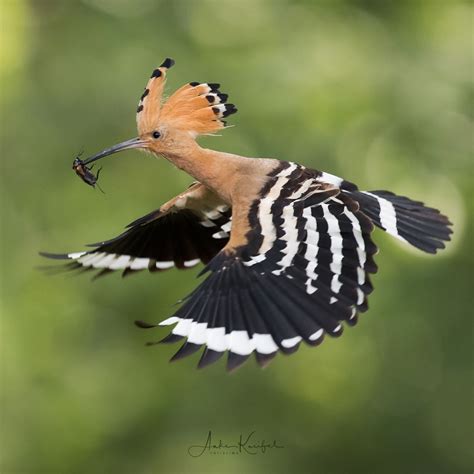 Birds Of Germany Wonderful Bird Photography By Anke Kneifel Bird