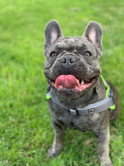 With a cute snort and a loud sniff, french bulldogs are notorious for inhaling their food. French bulldog puppy | Manchester, Greater Manchester ...