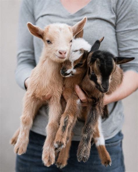 15 Adorabaaal Small Goats That Totally Rock Our Haaarts Love With