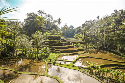 Pemandangan Tanaman Padi Bukit Di Bali Yang Sungguh Menarik