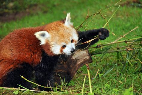 Ailurus Fulgens Kleiner Panda Im Fota Wildlife Park Cork Flickr