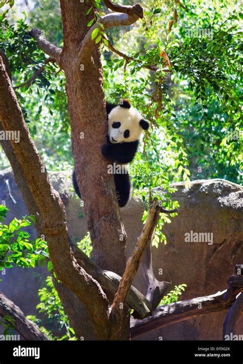 Baby Panda Climbing Stock Photo Alamy