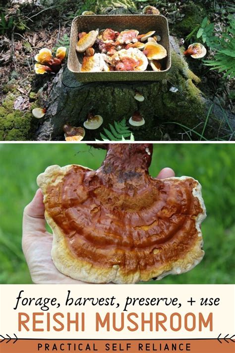 Foraging Reishi Mushrooms Wild Mushroom Recipes Stuffed Mushrooms