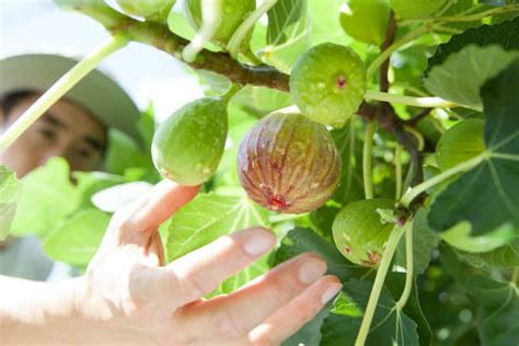 How To Trim Fig Trees A Step By Step Guide To Healthy Pruning