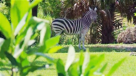 Hurricane Irma Zoos Wildlife Centers Hunker Down As Historic Storm