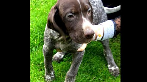 Similar dog breeds for german shorthaired pointer. German Shorthaired Pointer Puppies Oregon - German Choices