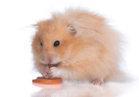 Black Teddy Bear Hamster