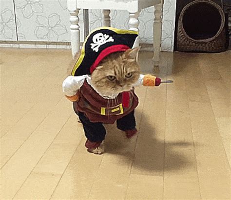 Cat In A Pirate Costume Funny Pirate Cat Halloween Costume Pose Cute