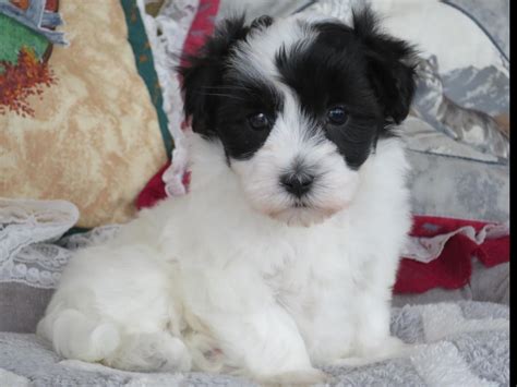 Coton De Tulear For Sale By Dave Chupp Puppies American Kennel Club