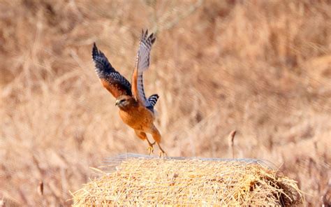 pennsylvania ebird checklist 27 feb 2023 middle creek wma iba lancaster co 30 species