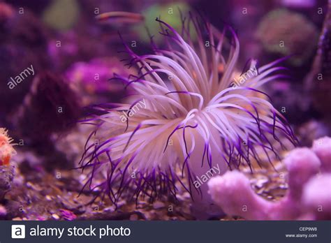 Fishes Coral And Anemones In The Bottom Of Aquarium Or Sea Stock Photo