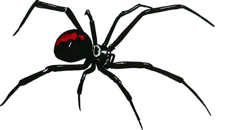 You can find it in dark places and undisturbed areas of your house. Black Widow Spider Sticker Decal Glass Window Bumper ...
