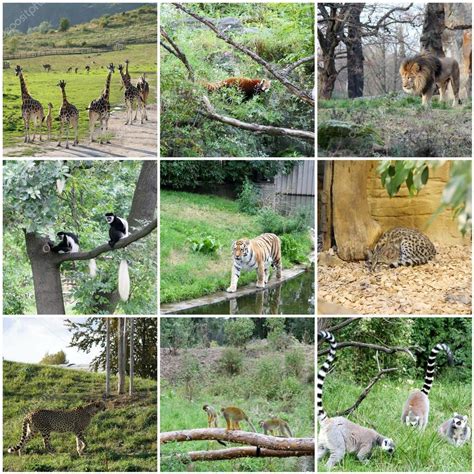 Collage Of Different Animals Stock Photo By ©lenikovaleva 23536851