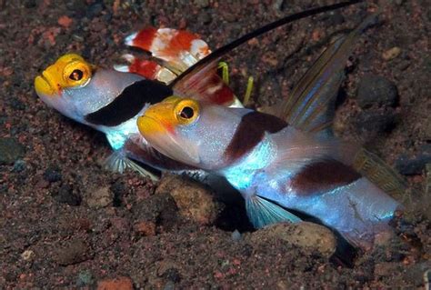 Hi Fin Red Banded Goby Stonogobiops Nematodes Saltwater Fish For Sale