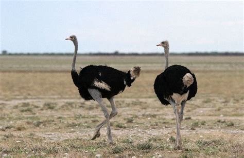 Facts About Ostriches