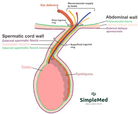 Reproductive System Simplemed Learning Medicine Simplified