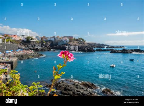 Canary Islands Landscape With Focus On A Pretty Pink Flower With The