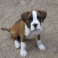 A place to post pics of boxers. Litter of 9 Boxer puppies for sale in JACKSONVILLE, NC ...